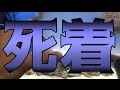 【アクアリウム】おさかなが可哀想な姿に・・・(ハタタテハゼ)
