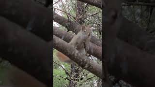 Beautiful Squirrel makes sound