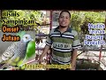 Mudah Ternak Burung Perkutut | Bisnis  Sampingan Omset Jutaan | J-LO BF