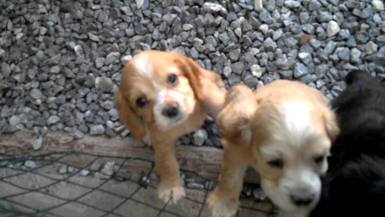 Cocker Spaniels Howl'In