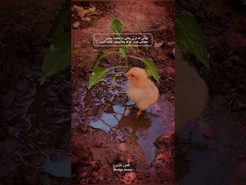 همراه ما باشید نفس باران شعر قلبی قلب عاشق  متن خاص  آزادی همزن قلبي جانم