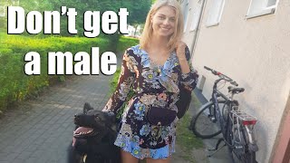 5 things to know before getting a MALE German Shepherd by Buddy & Friends 39,258 views 3 years ago 4 minutes, 1 second