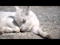 ヤギの赤ちゃんのお昼寝