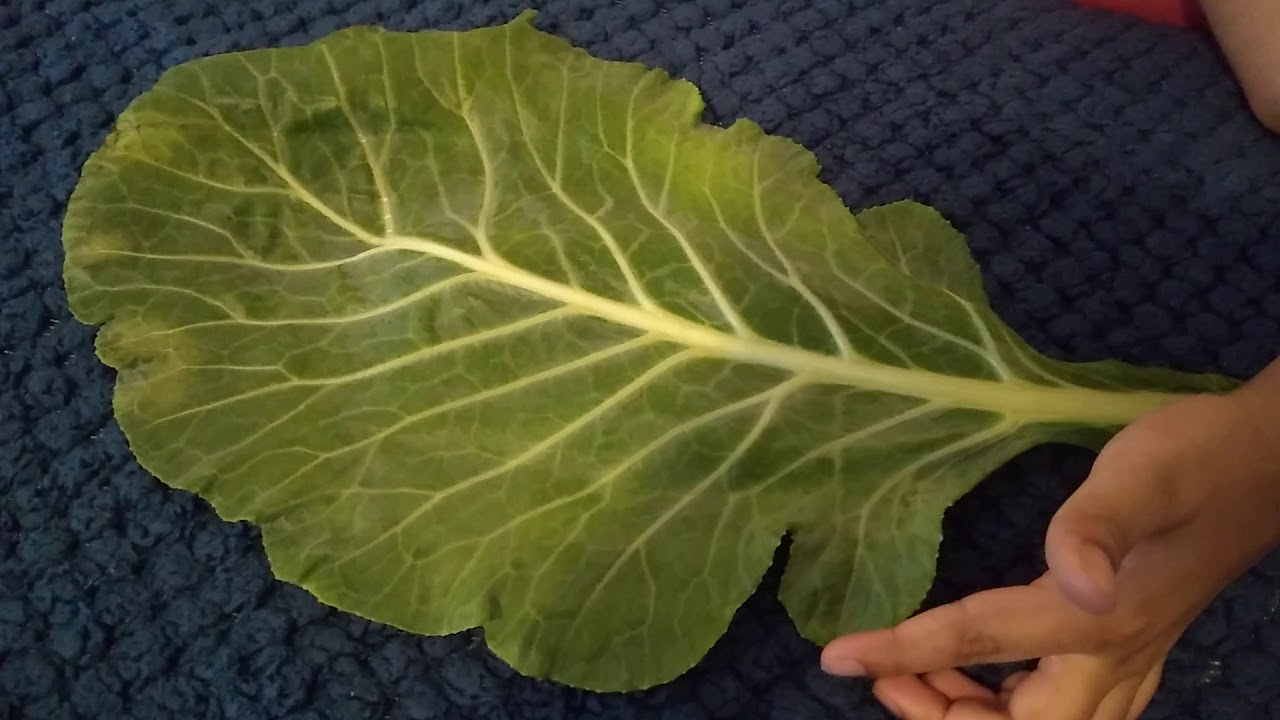 Leaf It s Parts And Photosynthesis YouTube