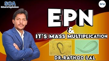 EPN and Its Mass multiplication
