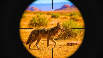 220+ Coyote Hunting in 30 Minutes (Ultimate Coyote Hunting Compilation)