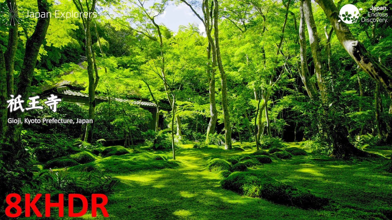 8K Kyoto – 京都・祇王寺の絶景紅葉を8KHDRでご堪能ください