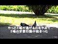 鳩[ドバド]の雄♂が雌♀を追いかけ二回目の交尾中に他の鳩に横取りされた