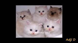New Si Meong, lagu anak ceria