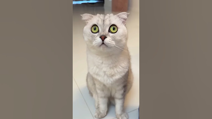 It seems Sonya's choice was obvious! #cat #cats