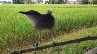 ciblek gacor Koslet Paling pandai memancing jenis ciblek apapun|| pancingan ciblek