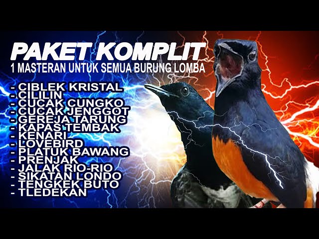 PAKET KOMPLIT SIANG DAN MALAM |  MEMASTER MURAI LOMBA | The Best Compilation of Shama Bird Singing class=