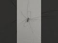 Smart spider carefully selects it's climbing spots. #shorts