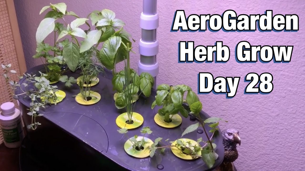 AeroGarden Herb Grow Day 28 YouTube