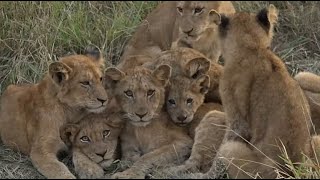 WE SafariLive- Cold cute cubbies! The Nkuhuma lions on a chilly morning.