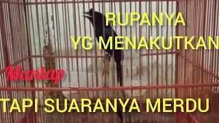 SRIGUNTING KRANTIL/SAERAN RAMBAY,si burung pintar,gacor