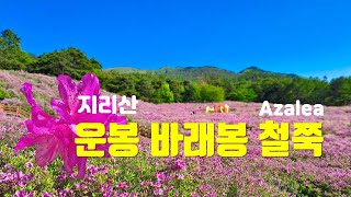 Azalea, 전국 최대의 철쭉 군락지 지리산 운봉 바래봉 철쭉 현황(2024.4.27.), 바래봉 등산 / 허브밸리, 야생화, 자작나무숲 / 카페, 관광호텔