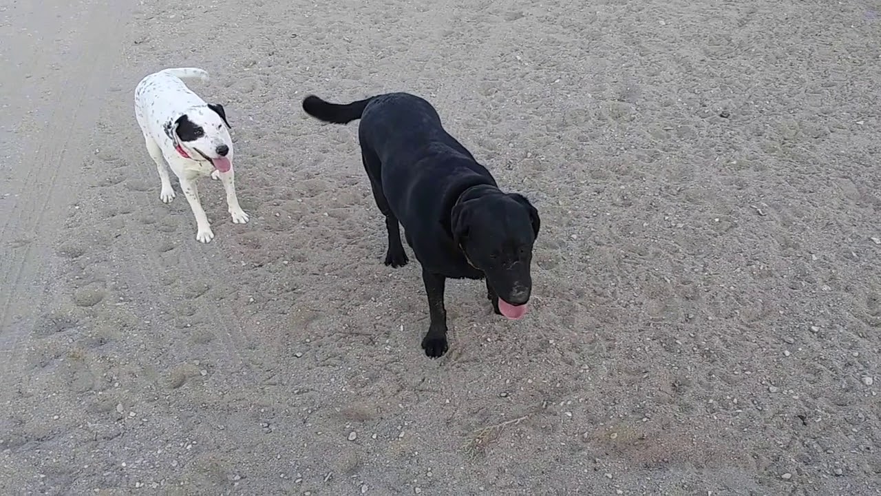 Weird Dogs Breathing YouTube