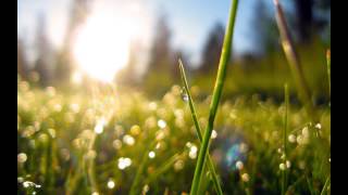 Imcupoftea - Gaivu Ryte