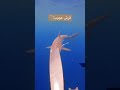 قرش مهدد بالانقراض 