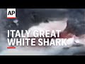 Italy great white shark sighted off coast of rimini