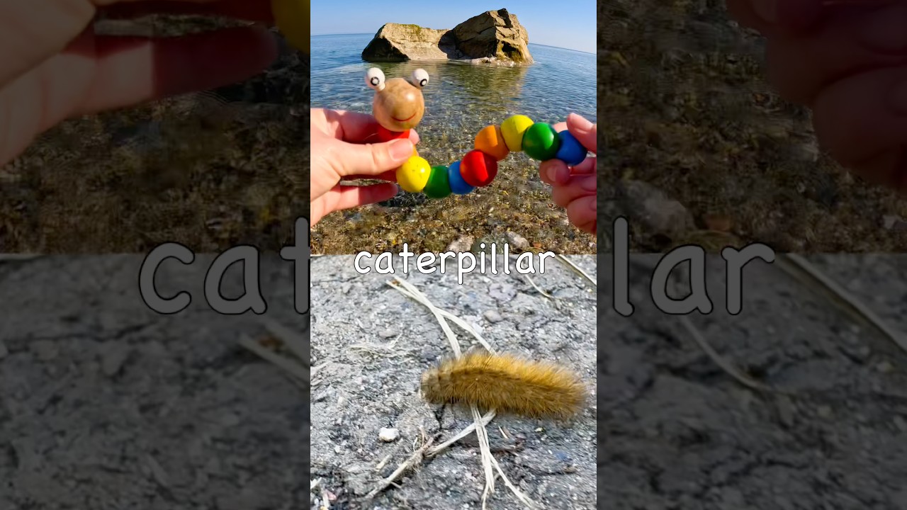 Kids Learn at the Shore | Bug Insect Names: Millipede Caterpillar Spider Butterfly Bee