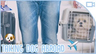 How to Prepare to Move Abroad with a Dog