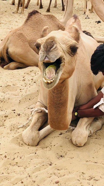 Camel sounds Video #shorts  #shortsviral  #shortsfeed  #shortsvideo  #shortvideo #short #camel