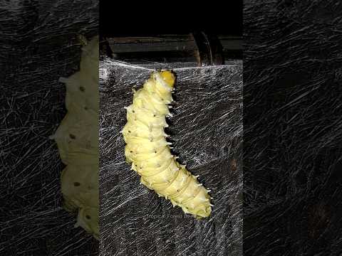 Silkworms weave silk