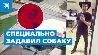 Специально задавил собаку