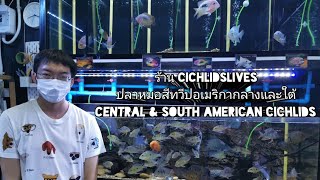 ปลาหมอสีทวีปอเมริกา​กลาง​และใต้​🐟Central &​ South​ American Cichlids​