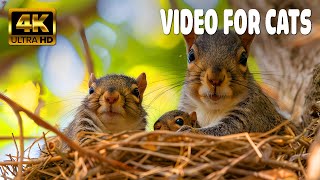 Cat TV for Cats to Watch  Autumn Birds, Chipmunks, and Squirrels  1 Hours(4K HDR)