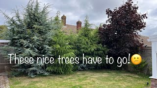 New Homeowner didn’t want these Trees Taking over her Tiny Backyard! So I Removed them!