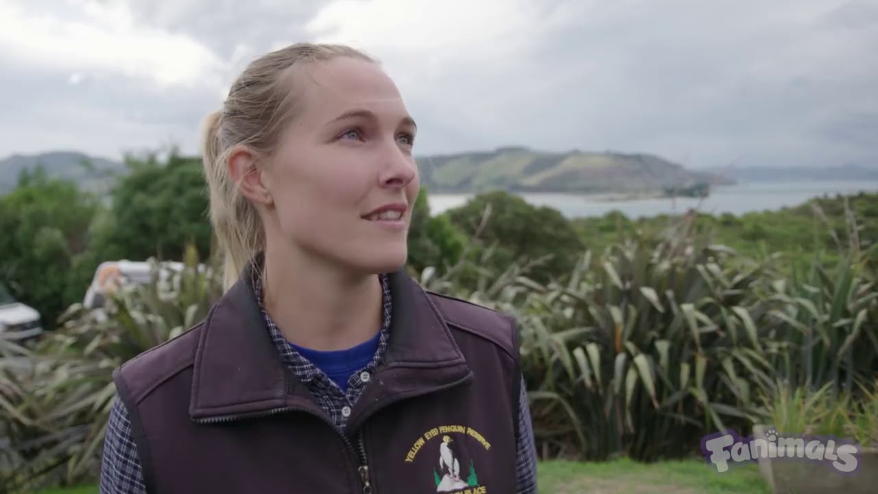 Hoiho (Yellow Eyed Penguin) - Endangered with Wolf