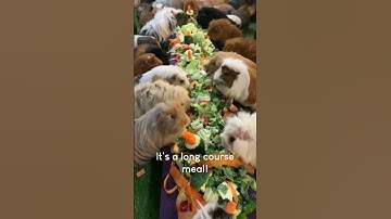 Thumbnail of Adorable Guinea Pigs Have MASSIVE Dinner Party! #Shorts