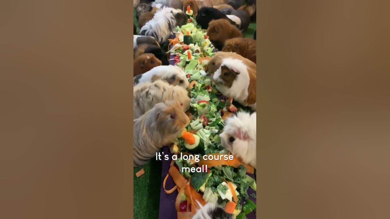 Adorable Guinea Pigs Have MASSIVE Dinner Party! #Shorts