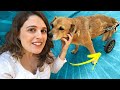 DOEI UMA CADEIRA DE RODAS PARA CACHORRO | VLOG