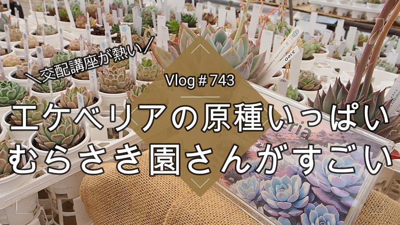 【Vlog743】【多肉植物】エケベリアの原種いっぱい🪴むらさき園さんがすごい【熱かった交配講座に潜入💘】