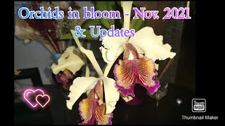 Orchids in bloom - Nov 2021 & Updates - Part. 1