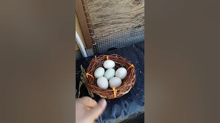 Duck routine