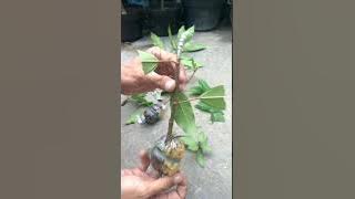 Grafting Tin dengan FC loa