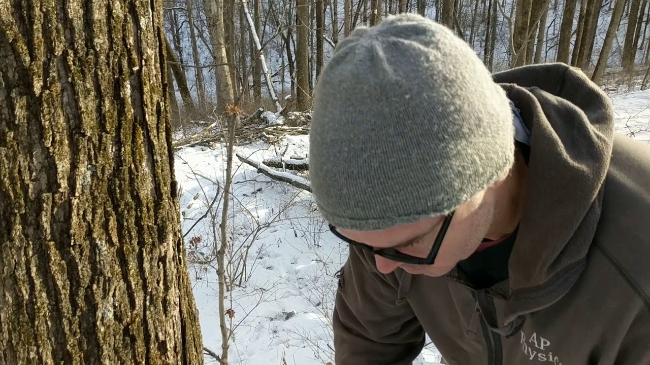 Tapping a maple tree - YouTube