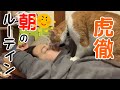 鼻噛み猫の朝のルーティン