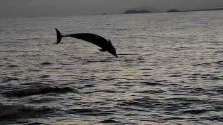 Dolphins Leaping out of the Water in the Galapagos
