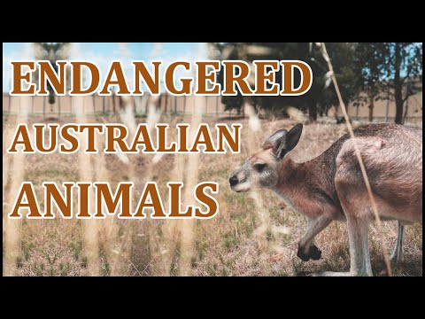 6 Endangered Australian Animals | Animal Globe