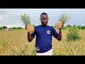 A Comprehensive Beginner's Guide to Organic Pineapple Farming in Northern Uganda