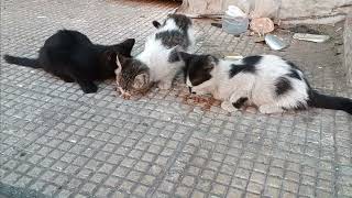 Baby street cats are getting food They are hungry