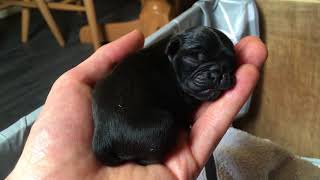 Cute new born baby pugs  just listen to them!