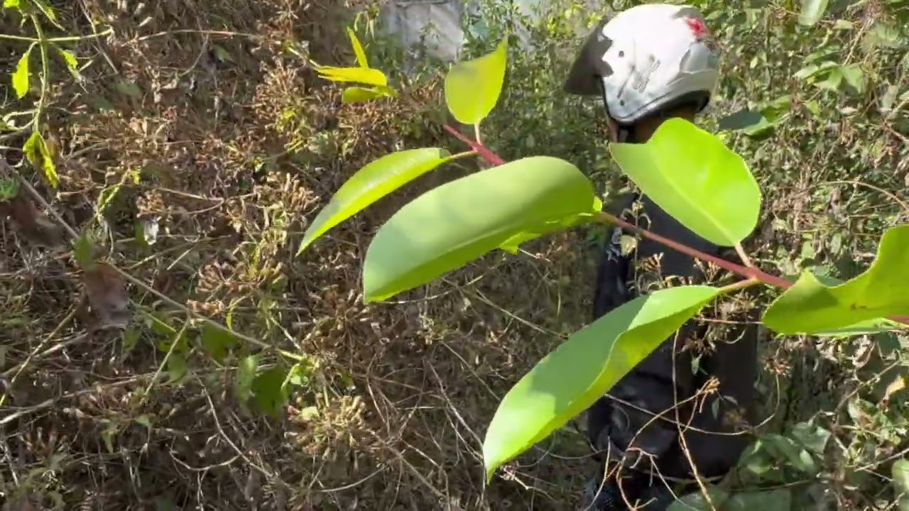 មកដាក់កំប្រុក