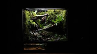 'Among Fallen Branches' How To Make a Newt Paludarium | '쓰러진 가지 사이' 뉴트 팔루다리움 만들기 | 60*45-60